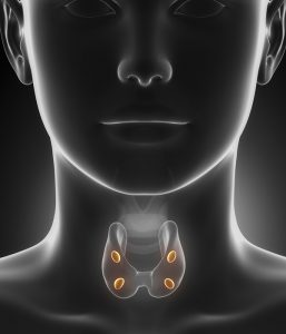 thyroid gland