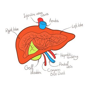 liver explained