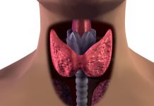 thyroid in men
