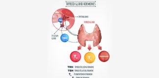 Thyroid Gland